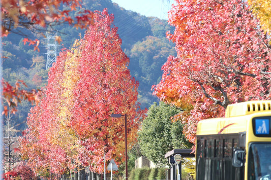 Autumn foliage spots for locals in Kyoto 🍁!