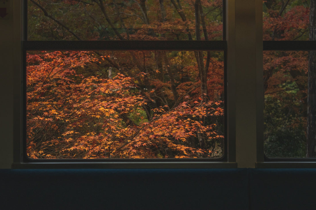 Kyoto's Shinsen Autumn scenic train🍂🚃|Yes, let's go to Kyoto.